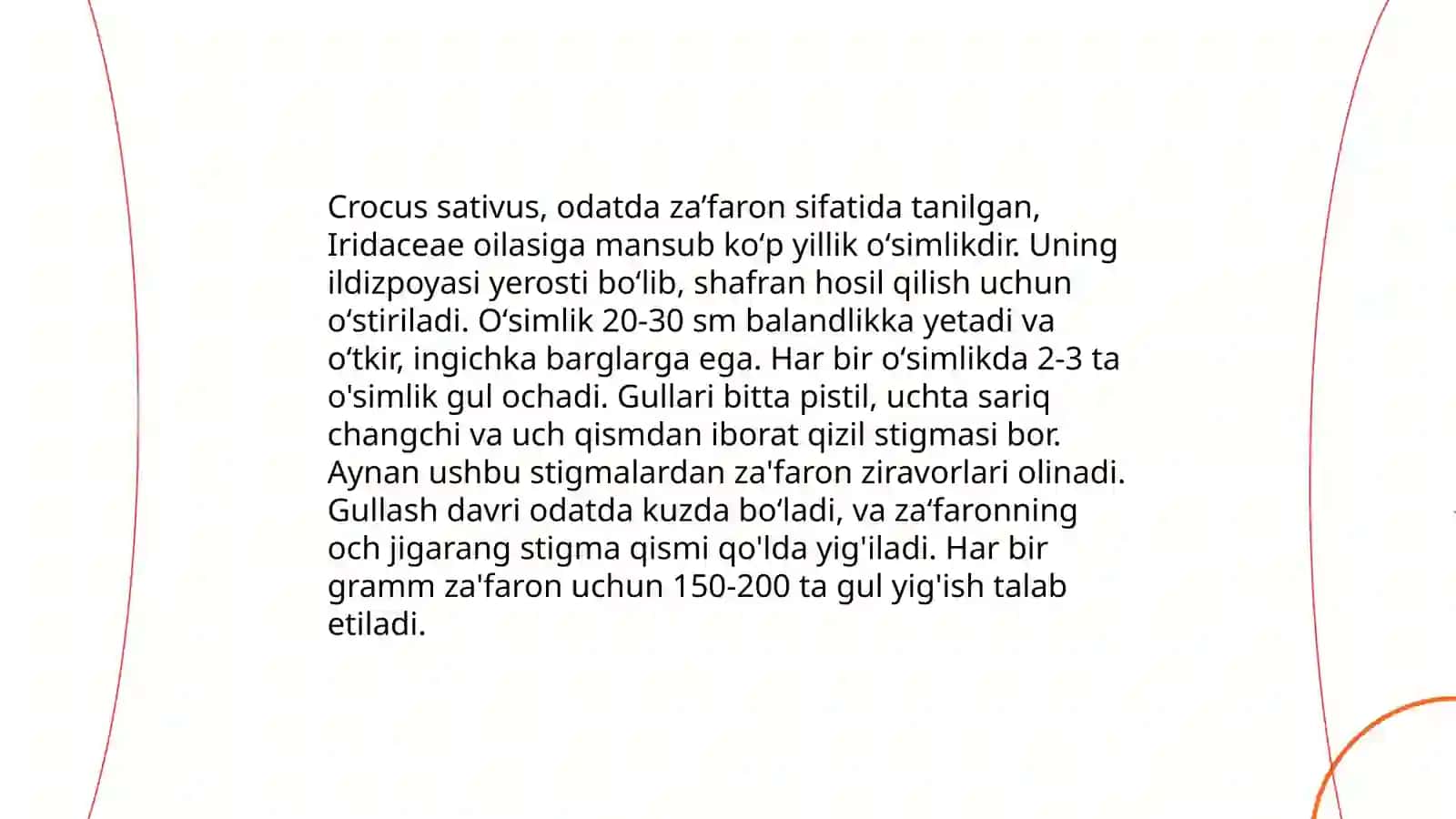 EKMA ZA'FARON, Crocus sativus 4