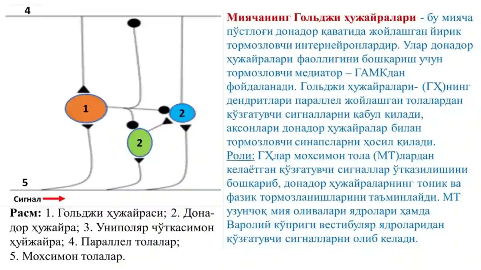 Markaziy asab tizimining fiziologiyasi 4