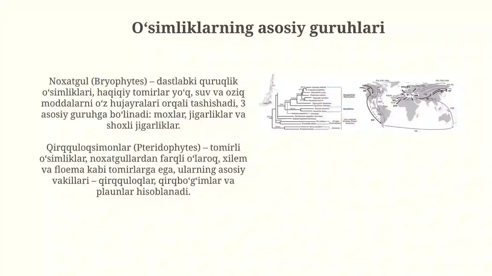 O’simliklar filogenezi 4