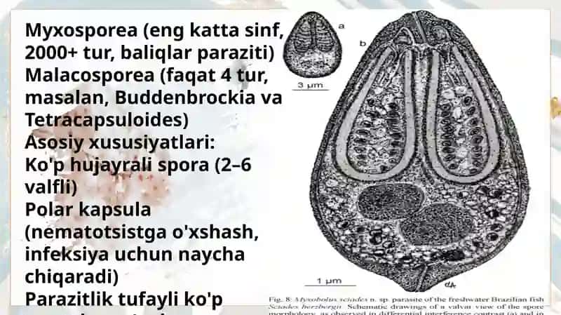 Miksosporidiyalar-muxozoa 4