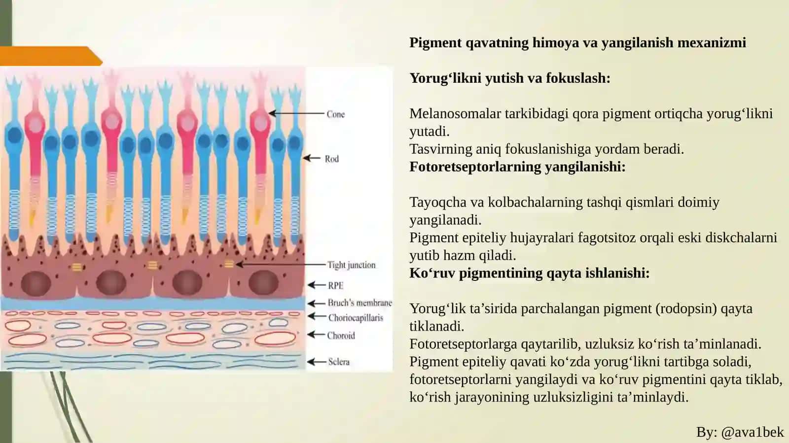 Ko‘ruvsensortizimi:To’r parda va Fotoreseptorlar fiziologiyasi 4