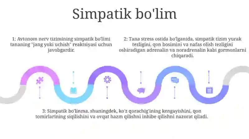 Nerv Sistemasining Vegetativ Avtonom Qism 4