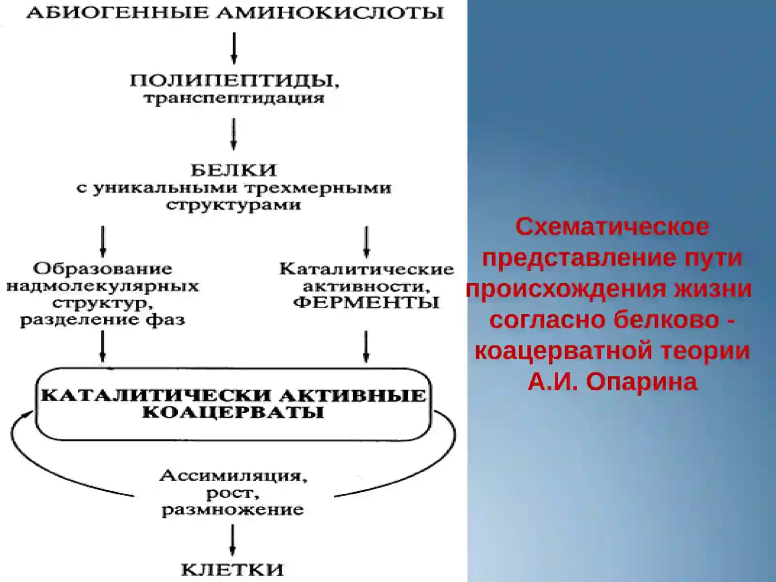 Программа Геном человека 4