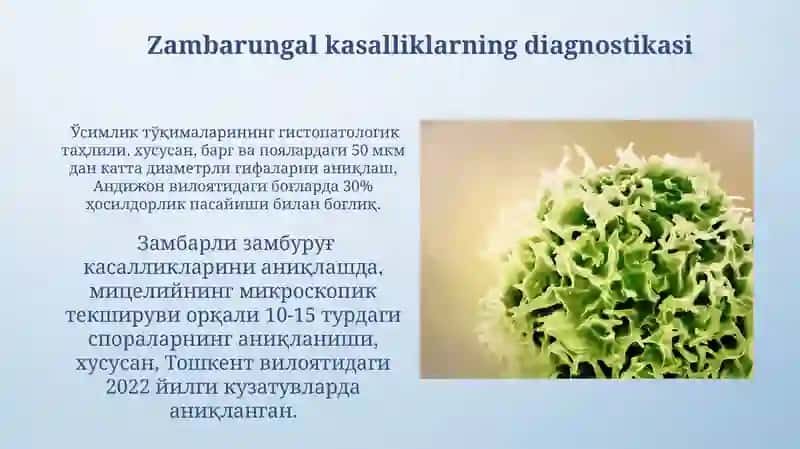 Zamburug'li Kasallik qo'zg'atuvchilar ta'rifi 4