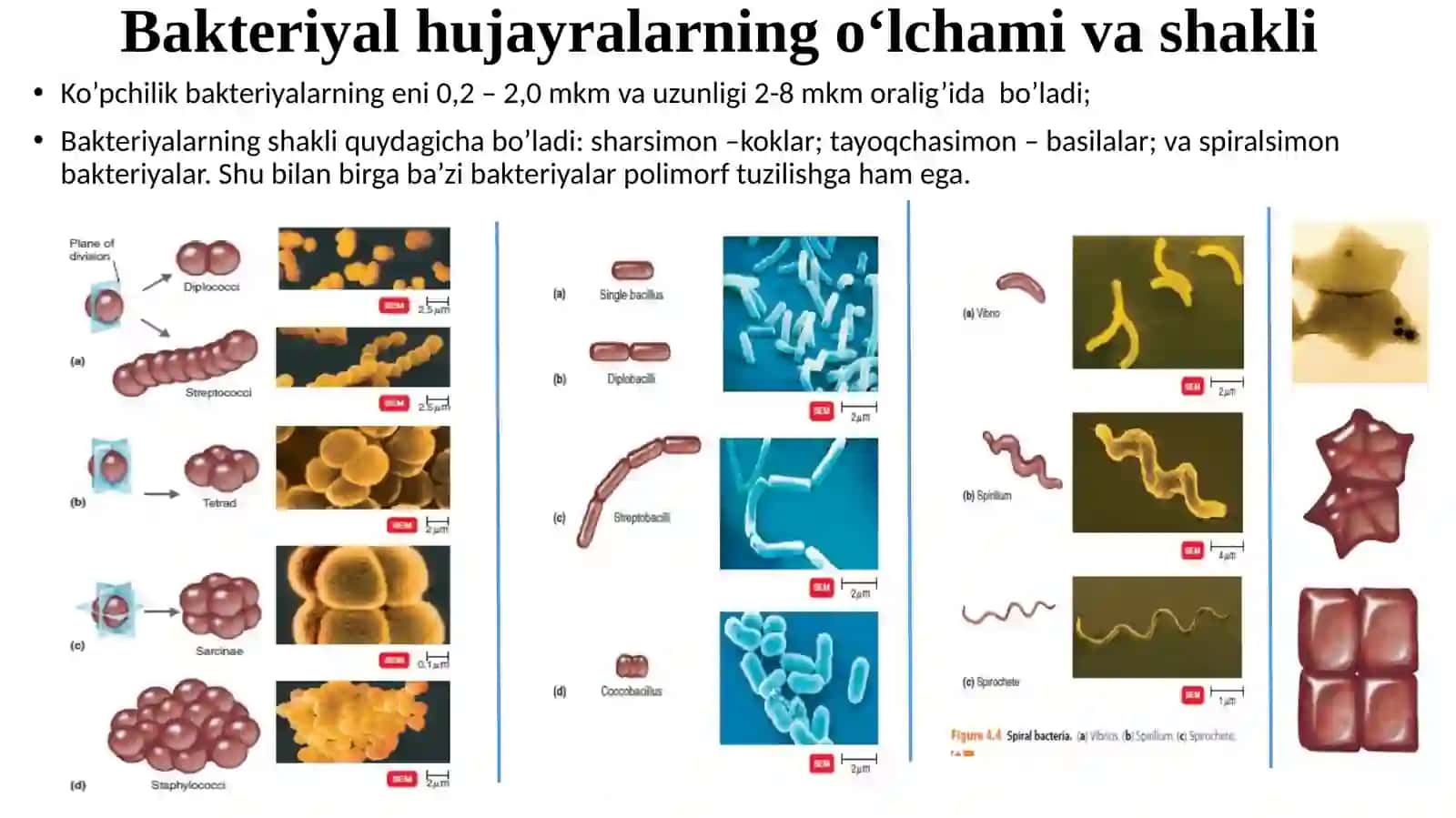 Prokariyotlar hujayra tuzilishi va kimyoviy tarkibi 4