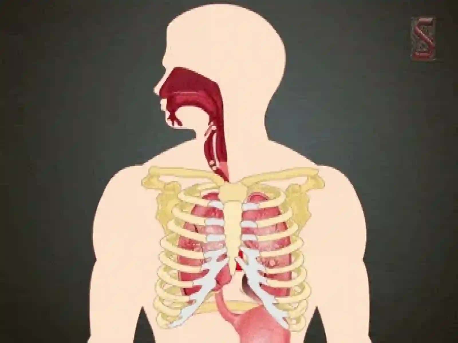 Nafasolish, nafasolish organlarining tuzilishi 4