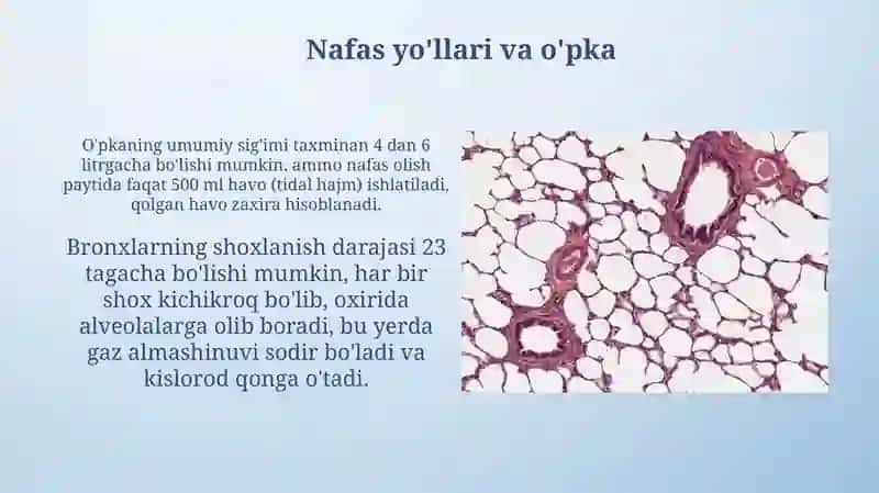 Nafas organlari 4