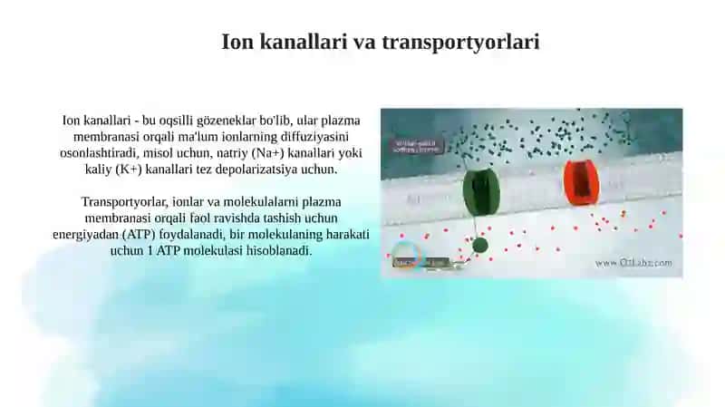 Qoʻzgʻaluvchan toʻqimalar bioelektrikhodisalar 4