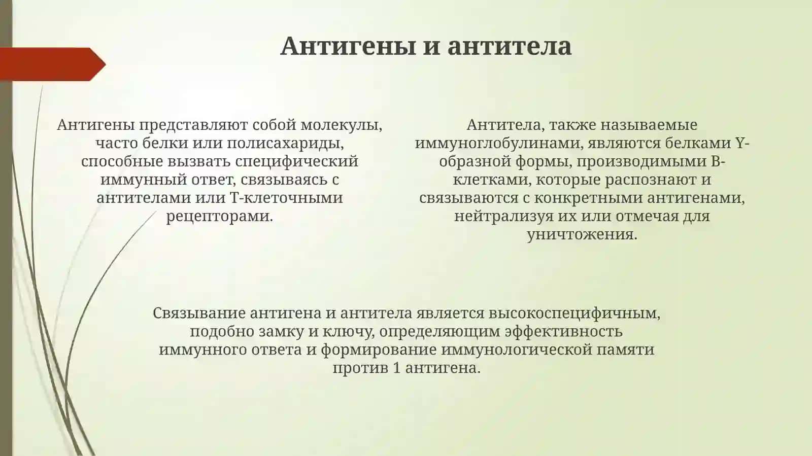Основы иммунологии. Иммуноглобулины, классификация, функции 4
