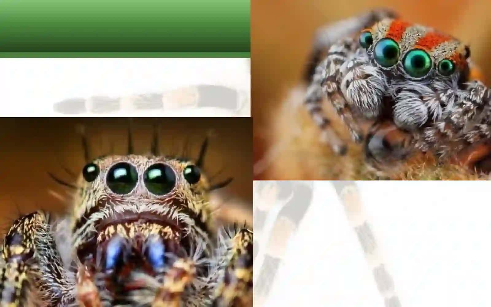 7-sinf Zoologiya 'Butli o'rgimchakning tuzilishi va hayot kechirishi' ko'rgazma 4