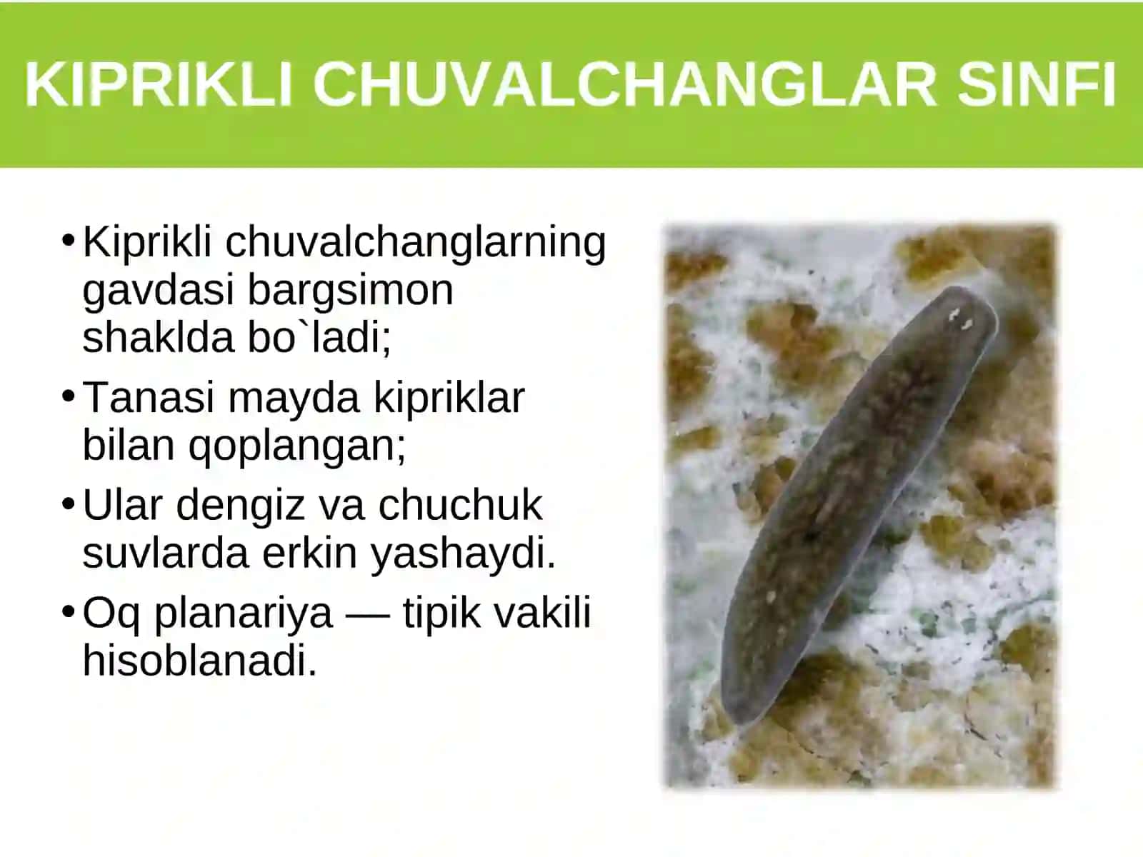Yassi chuvalchanglar tipi. Kiprikli chuvalchanglar sinfi 4