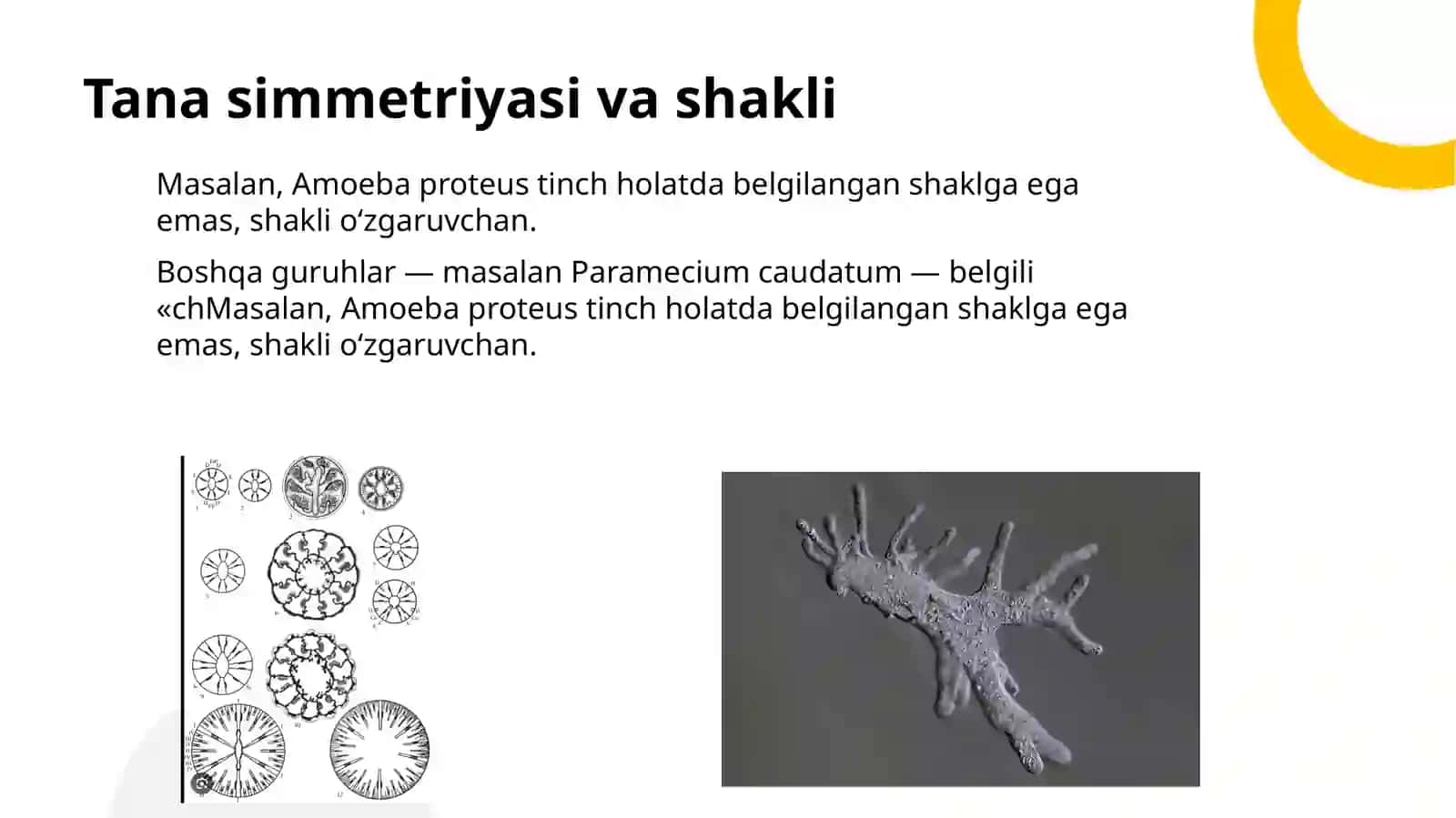 Sodda hayvonlar morfologiyasi va ularni o’rganish usullaari 4