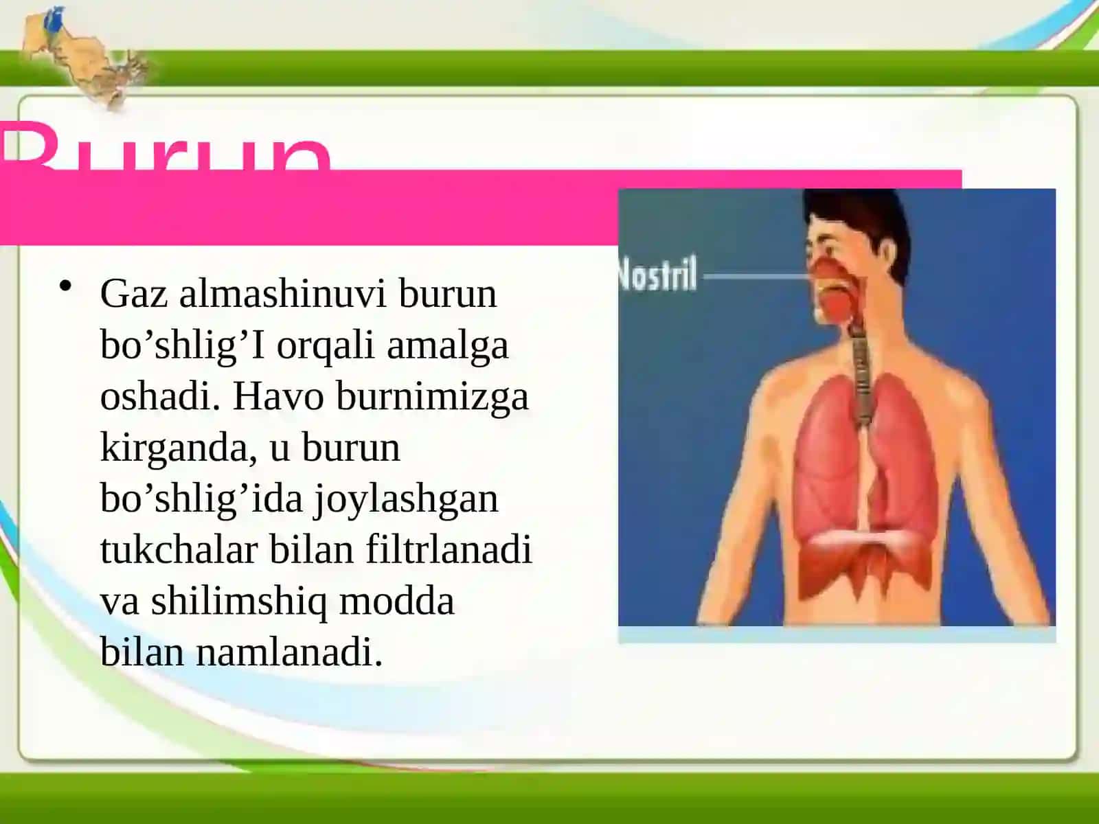 Odamlarning nafas olish tizimi 4