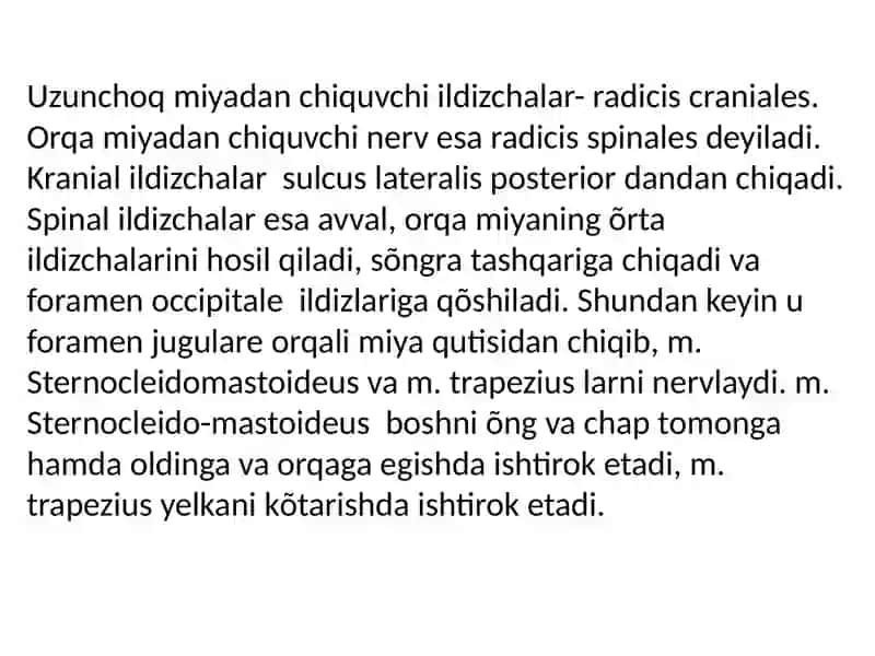 Xl-juftboshmiyanervi 4