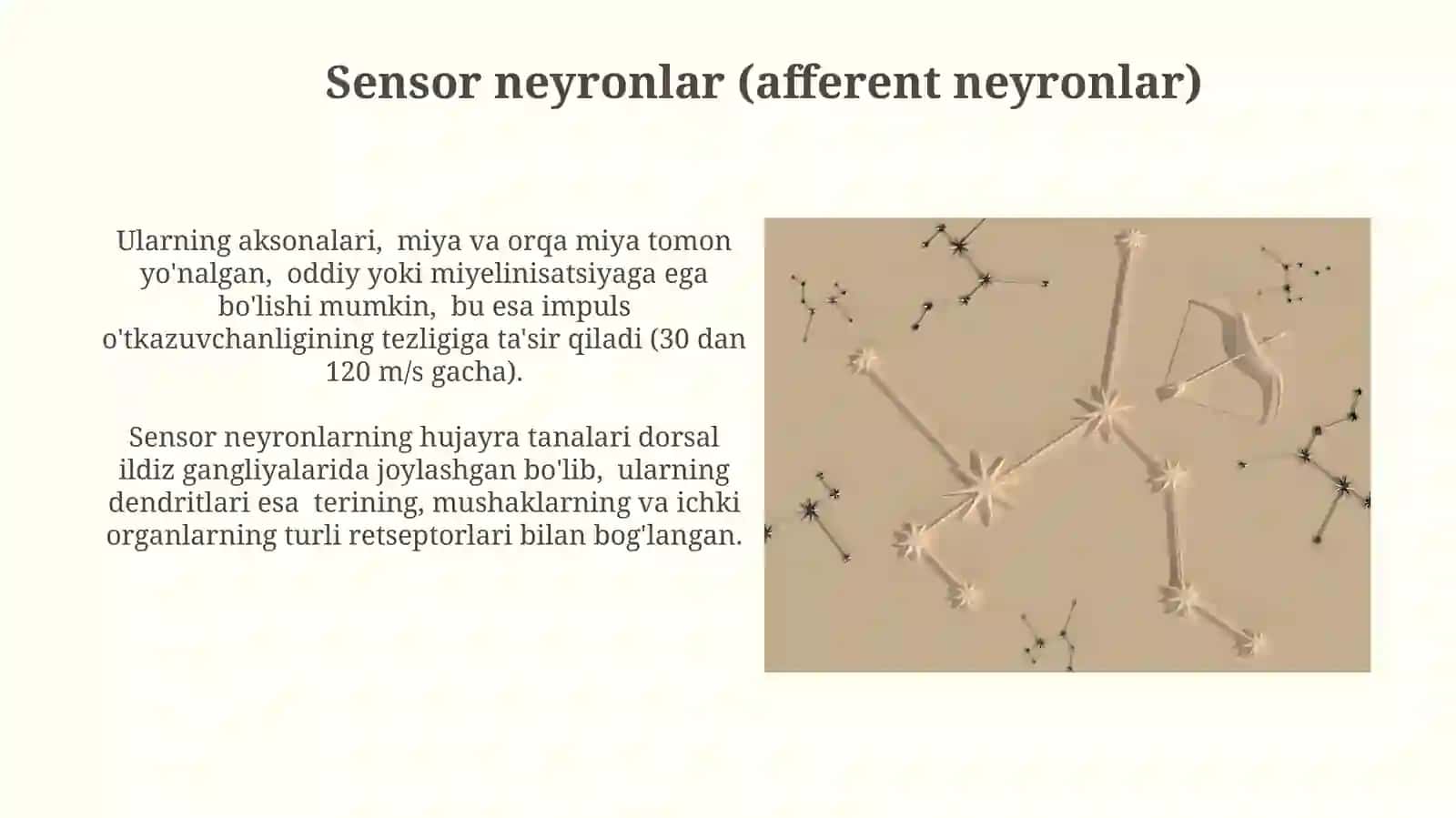 Nerv toʻqimasi- neyronlar turlari. Tolalar turi 4
