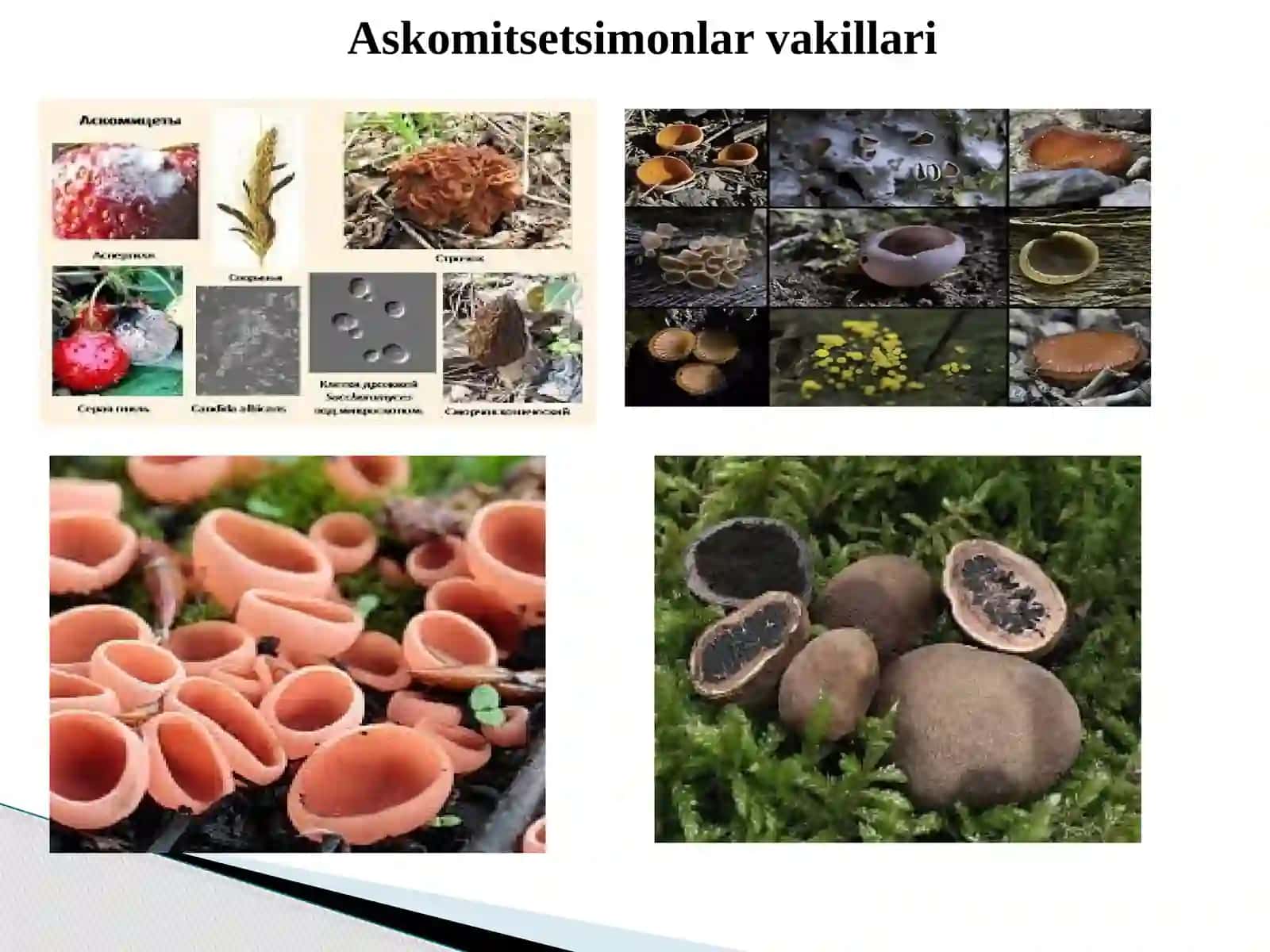 Askоmitsеtsimоnlar sinfi 4