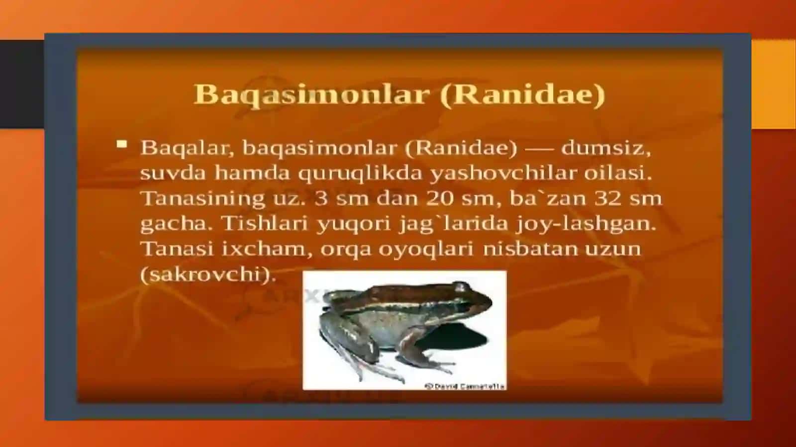 Suvda hamda quruqlikda yashovchilar sinfi 4