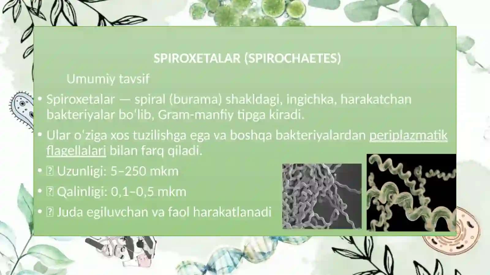 Spiroxitalar rekketsiyalar mikroplazmalar xlamidiyalar aktinomisyetlar va ularning morfologik strukturasi 4