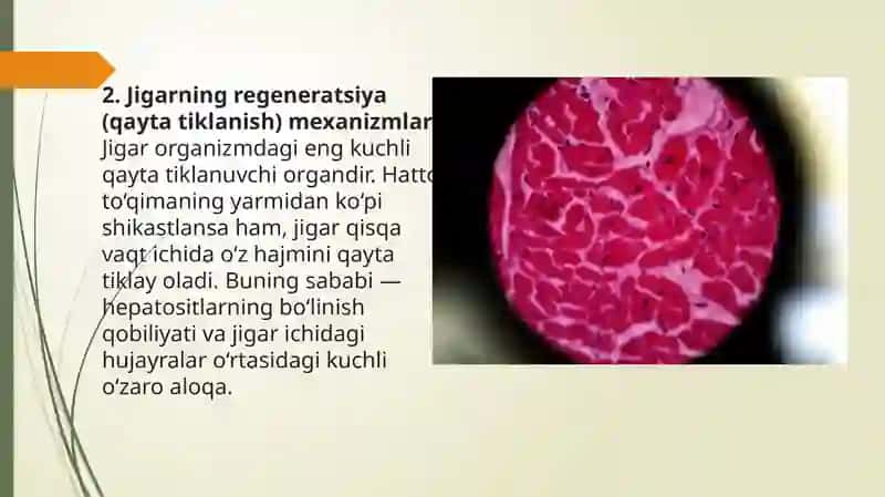 Jigarning regenator va kompensator xususiyati. Jigarning perisinusoidal bo'shliqlari hujayralarning morfofunksional xususiyatlari. 4