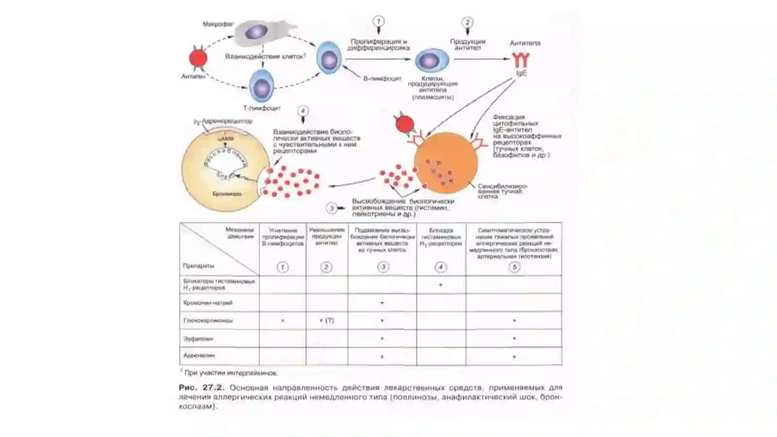 Allergalogiyada farmakoterapiya 4