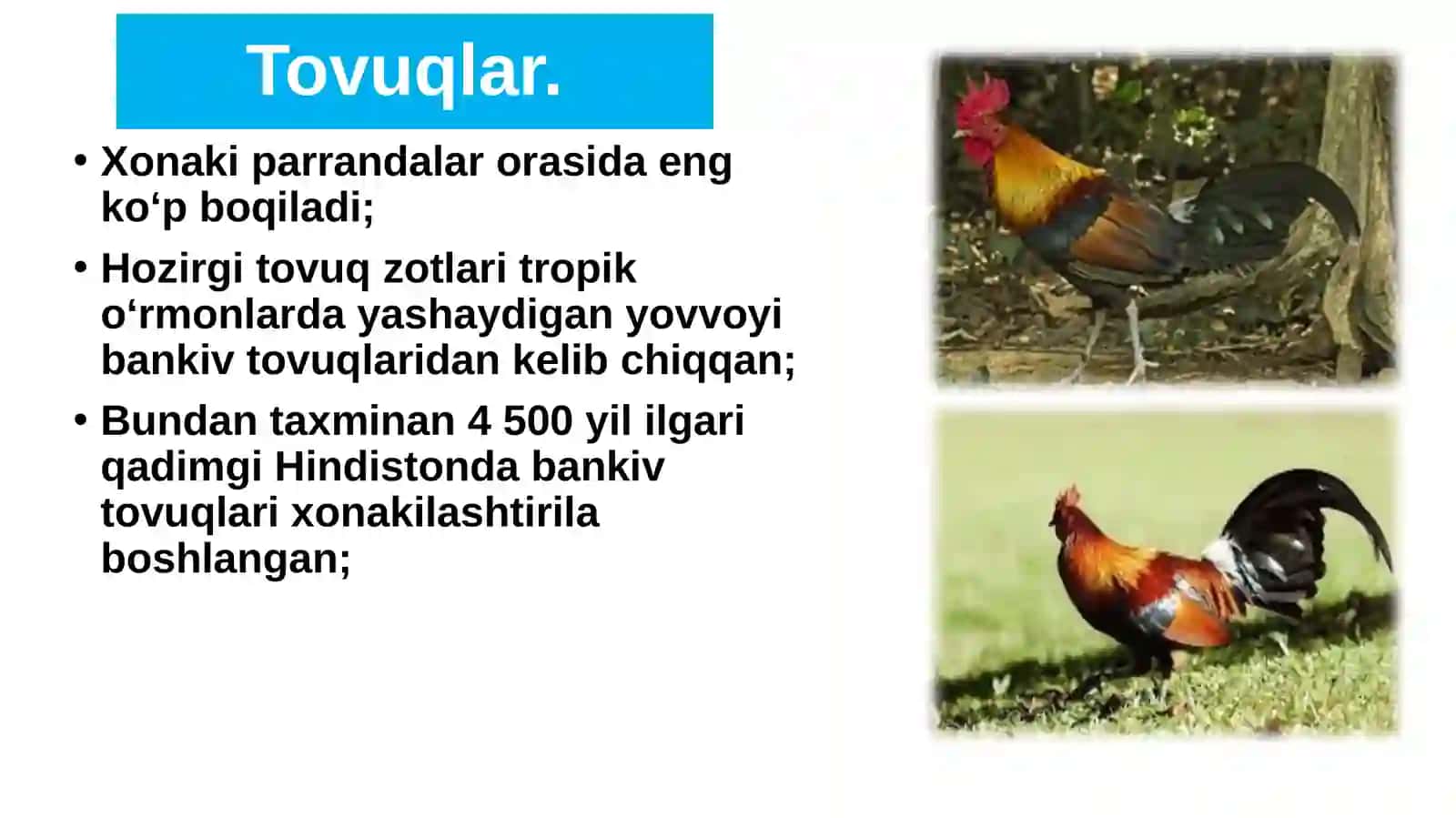 Parrandachilik 4