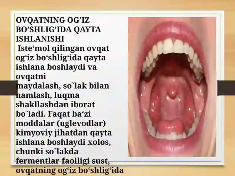 Hazm tizimi faoliyati. Oģiz bòshliģi va medada ovqat hazm bòlishi 4