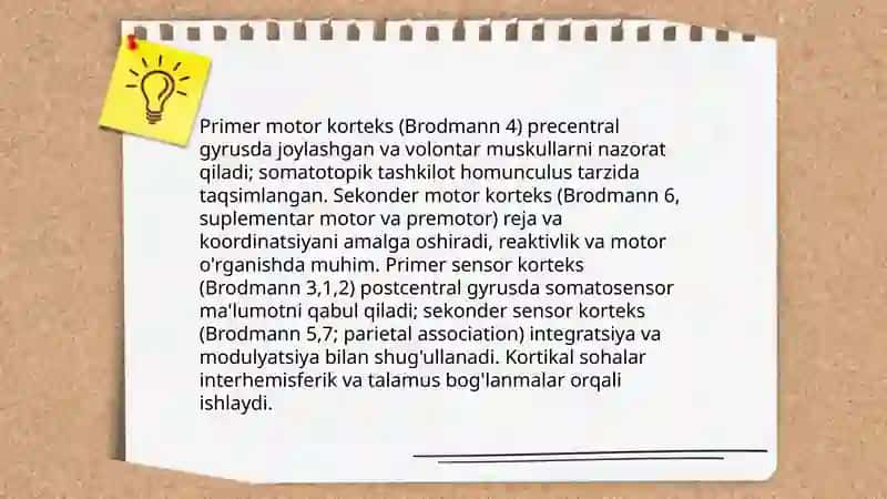 Oliy asab faoliyati 4