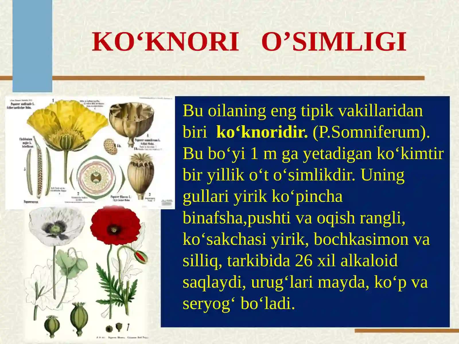 KO‘KNORGULDOShLAROILASI PAPAVERACEAE 4