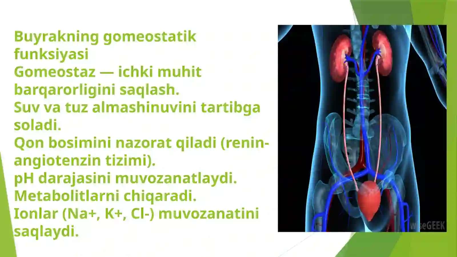 Buyrakning gomeostatik va sekretor funksiyalari 4