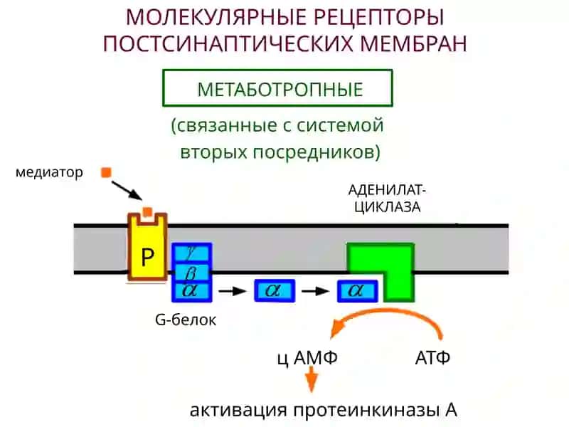 НЕЙРОМЕДИАТОРЫ 4