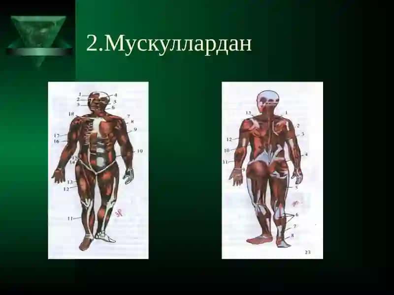 Таянч –харакат системаси анатомо-физиологияси ва патологияси 4