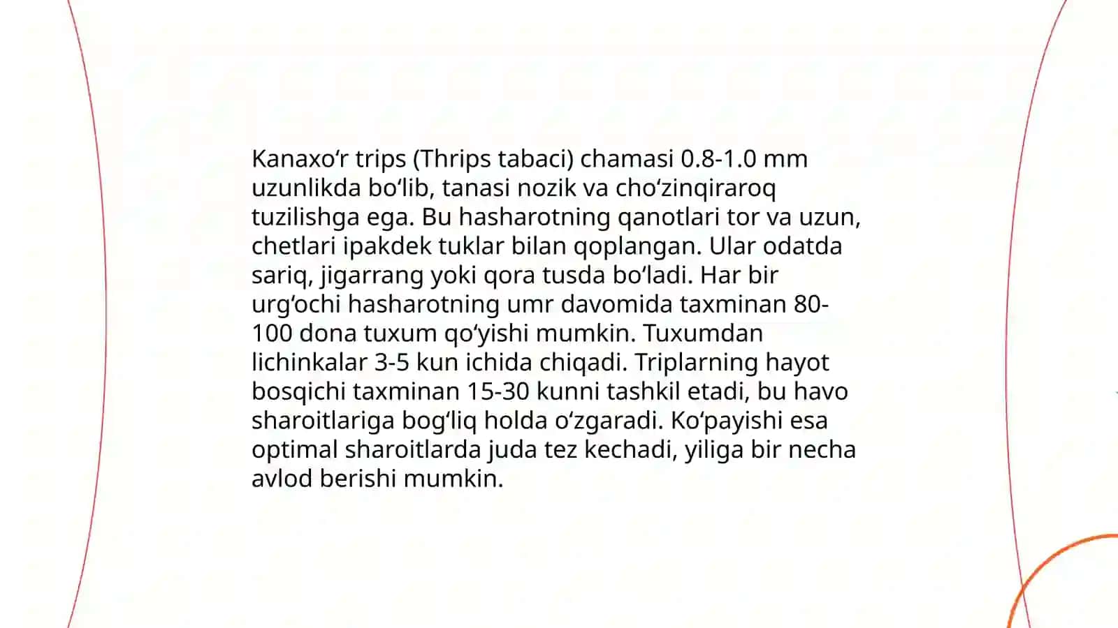 Kanaxoʻr trips yetti nuqtali xonqizlarni morfologiyasini oʻrganish 4