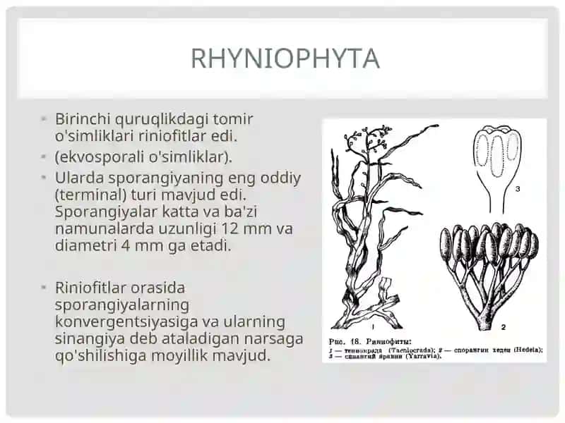 RINIYATOIFA –RYHNIOPHYTA O’SIMLIKLAR BO’LIMI 4