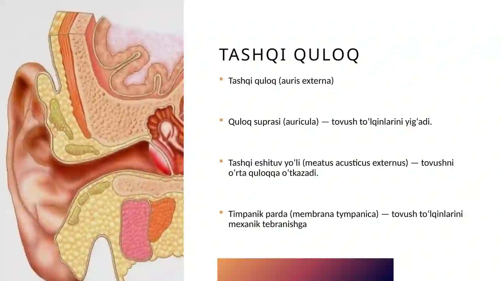 eshitish organi innervatsiyasining xususiyatlari 4