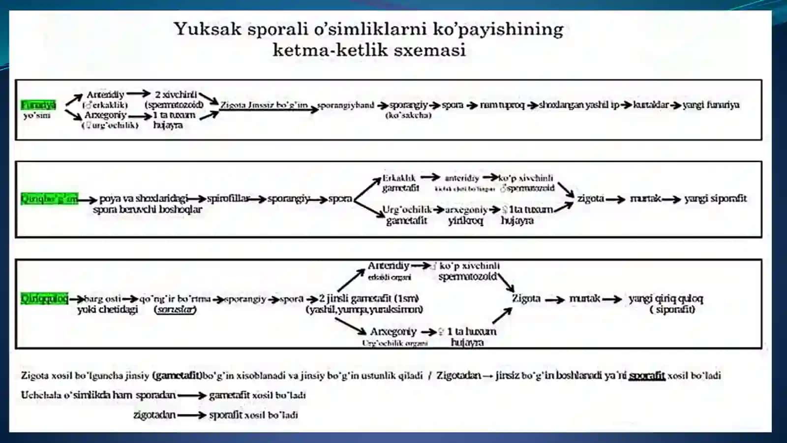 O`simliklarning generativ organlari filogenezi 4