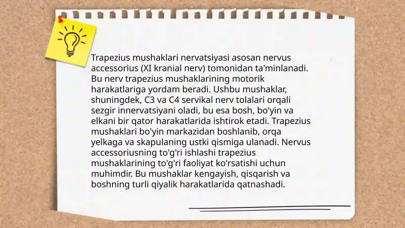 Bo'yin va yelka chigali asosiy tarmoqlari innervatsiya sohasi 4