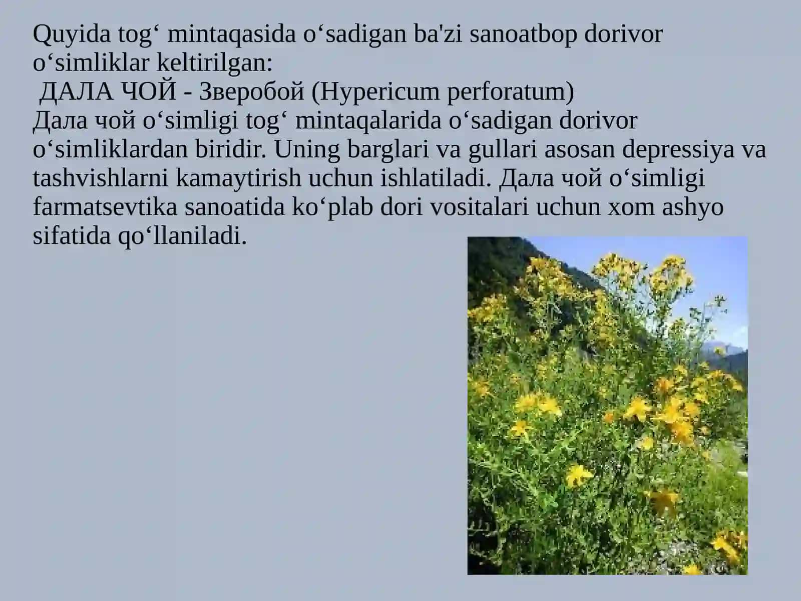 TOG‘ MINTAQASI EKOLOGIK SHAROITINING SANOATBOP VA TEXNIK DORIVOR O‘SIMLIKLARI 4