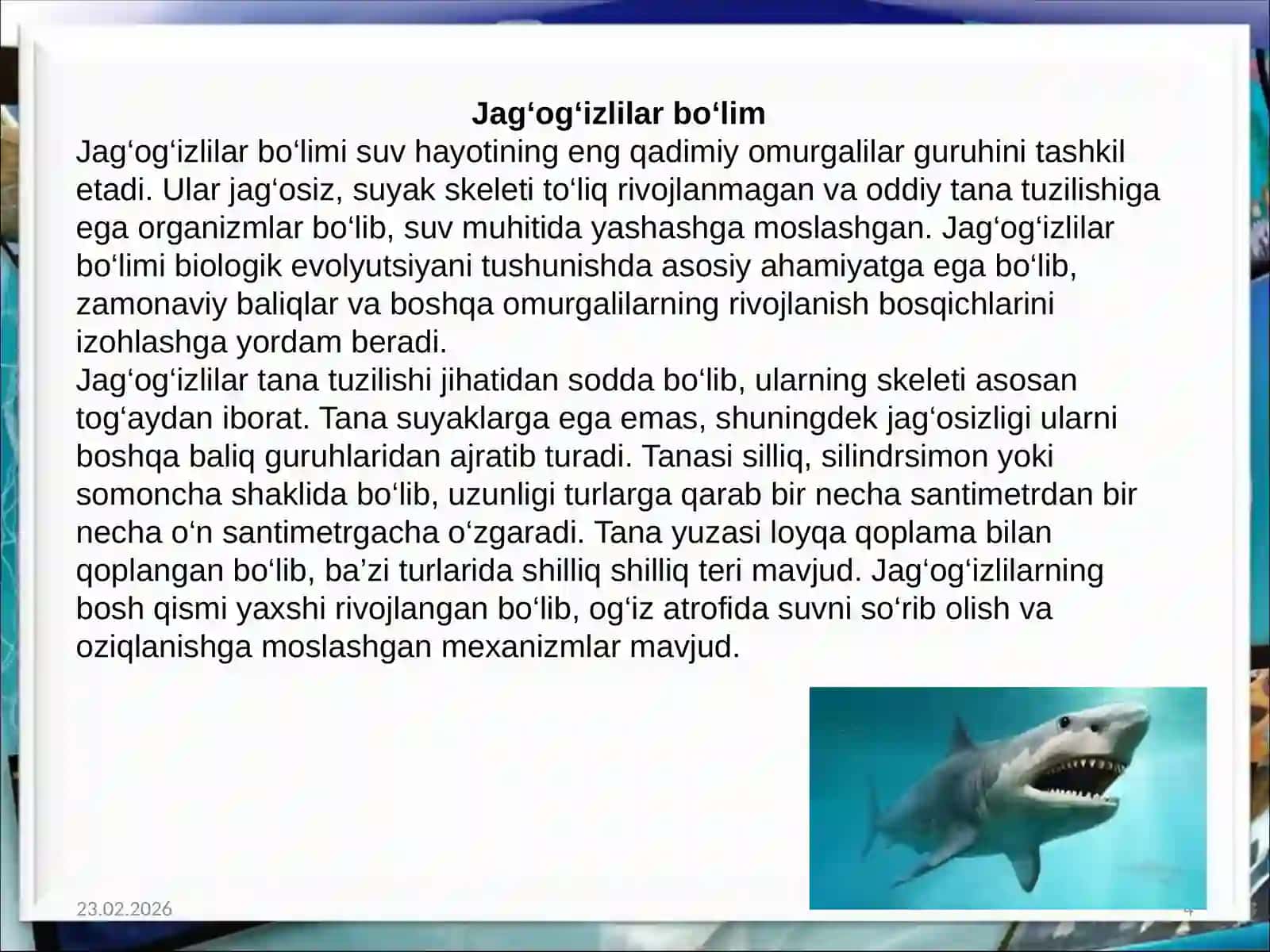 Jag'og'izlilar bolimi baliqlar katta sinfi togayli baliqlar sinifing umumiy tasnifi va sistematik sharhi 4