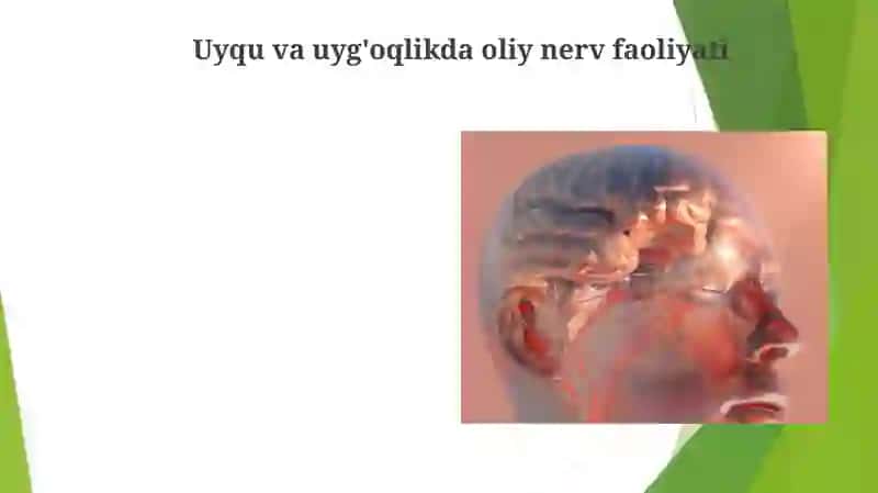 Oliy nerv faoliyatining xususiy tiplari 4