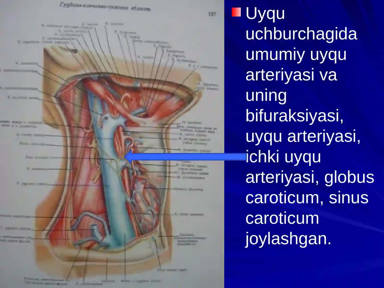 Bo‘yinning til osti suyagi pastki soxasining topografik anatomiyasi 4