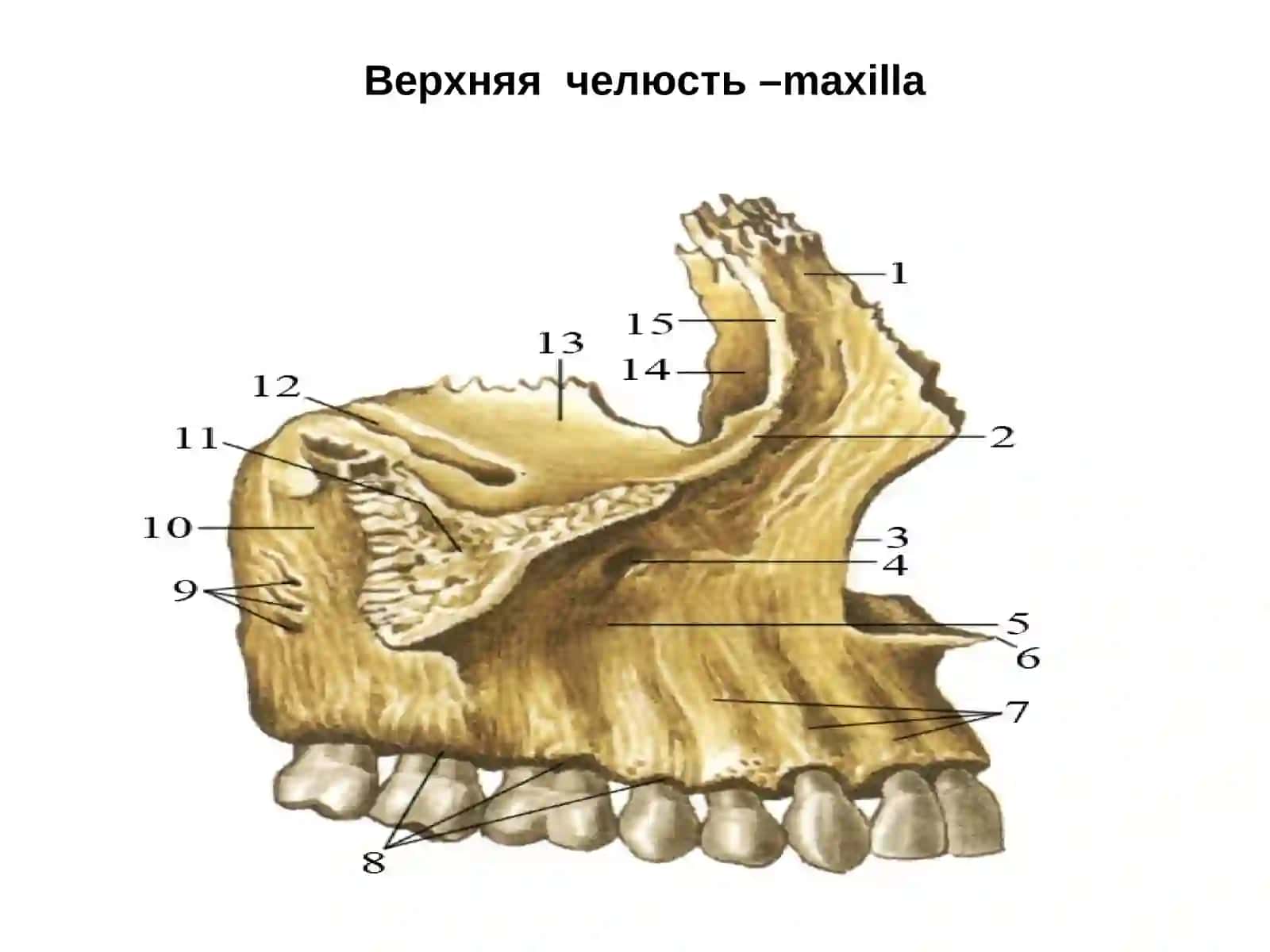 ЛЕКЦИЯ -4 4