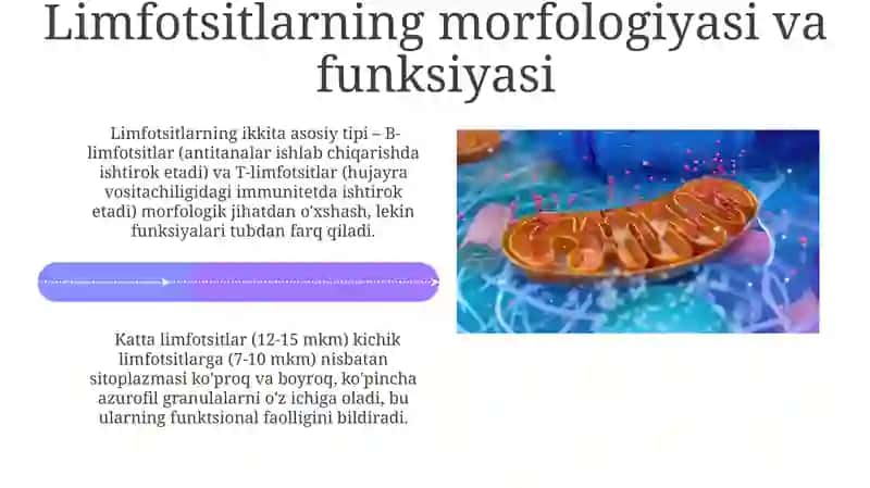 Immun - himoya reaksiyalarining morfologik asoslari 4