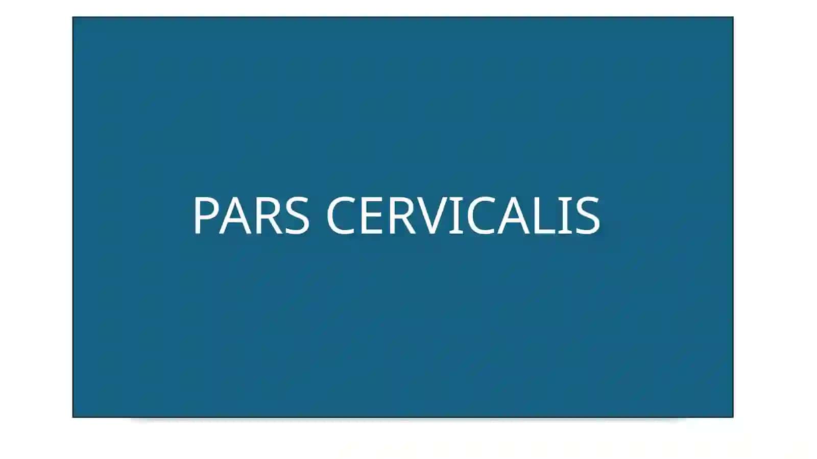 ICHKI UYQU ARTERIYASI 4