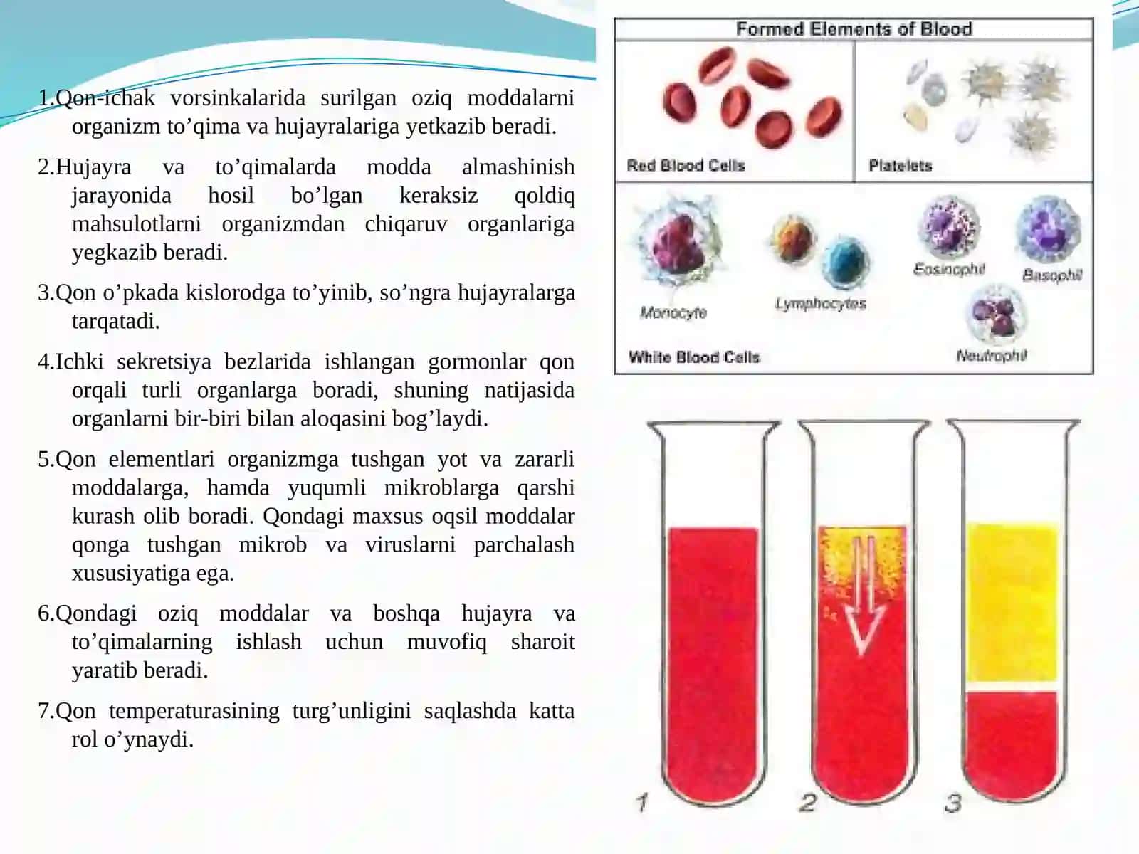 Qon va qon aylanish organlarining yoshga bog‘liq xususiyatlari 4