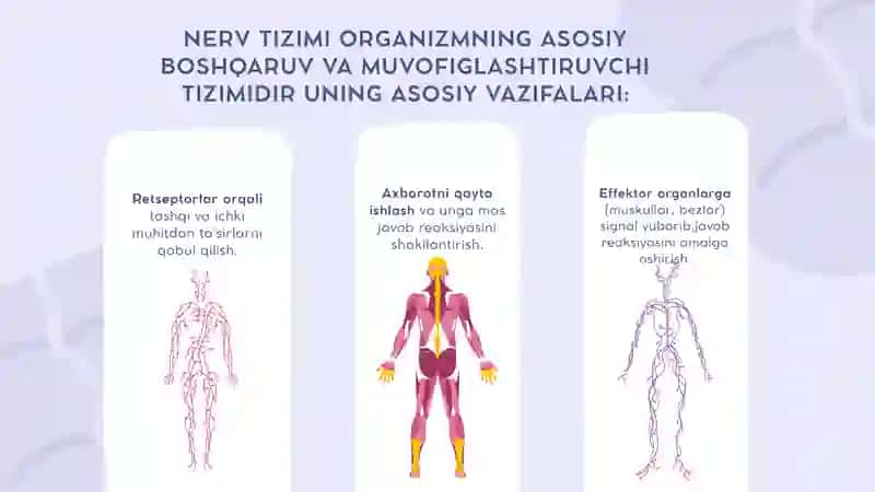 Nerv tizimining fiziologiyasi. Oliy nerv faoliyating yosh xususiyatlari 4
