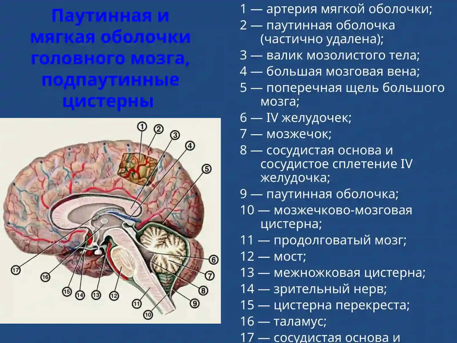 Менингиты 4