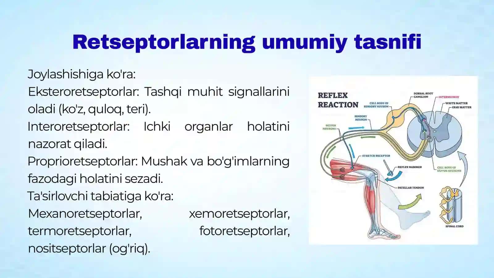 Retseptorlarda informatsiyalarni o'zgartirilishining biofizikaviy mexanizmlari. Ta'm va hid bilish n 4