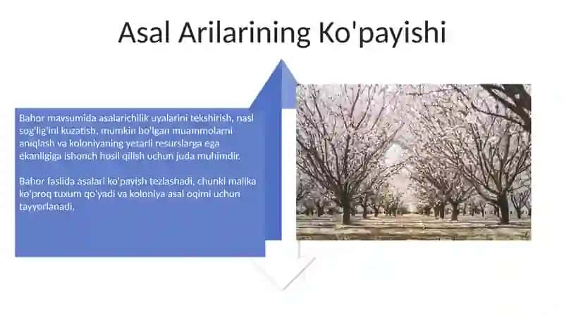 Bahor faslida asalarilarda taftish ishlarini olib borish 4