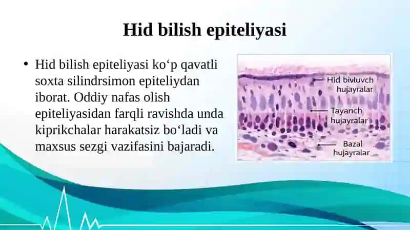 HID BILISH A’ZOLARI GISTOLOGIYASI 4