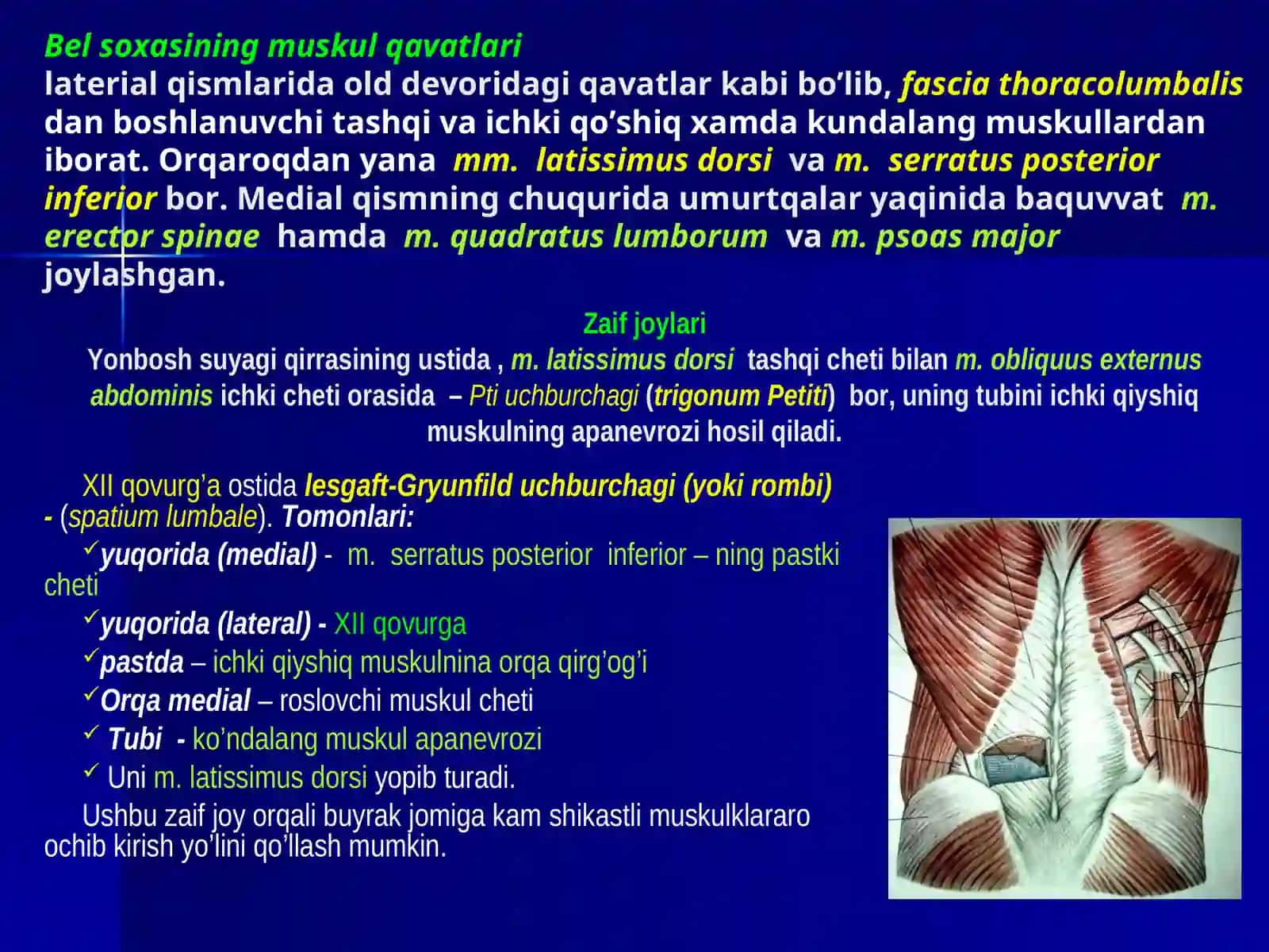 BEL SOXASI VA QORINPARDA SOXASI ORTI BO’SHLIG’INING JARROXLIKANATOMIYASI. BUYRAK VA SIYDIK YO’LLARIDA OPERATSIYALAR 4